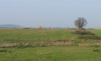Imagine atasata: A1-Lg-Deva-L2-dorum-2014-Apr-02.jpg